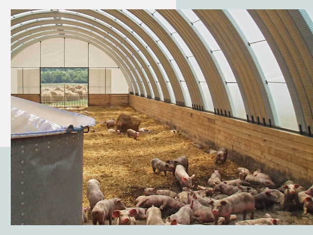 Строительство свинарников в Верхней Пышме